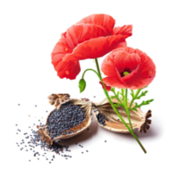 Papaver somniferum
